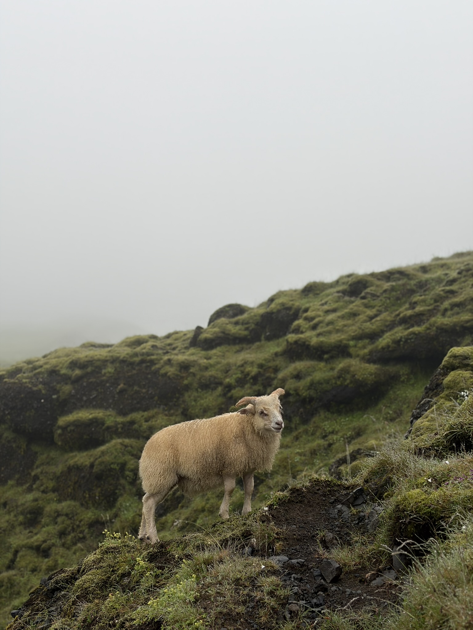 Skógafoss