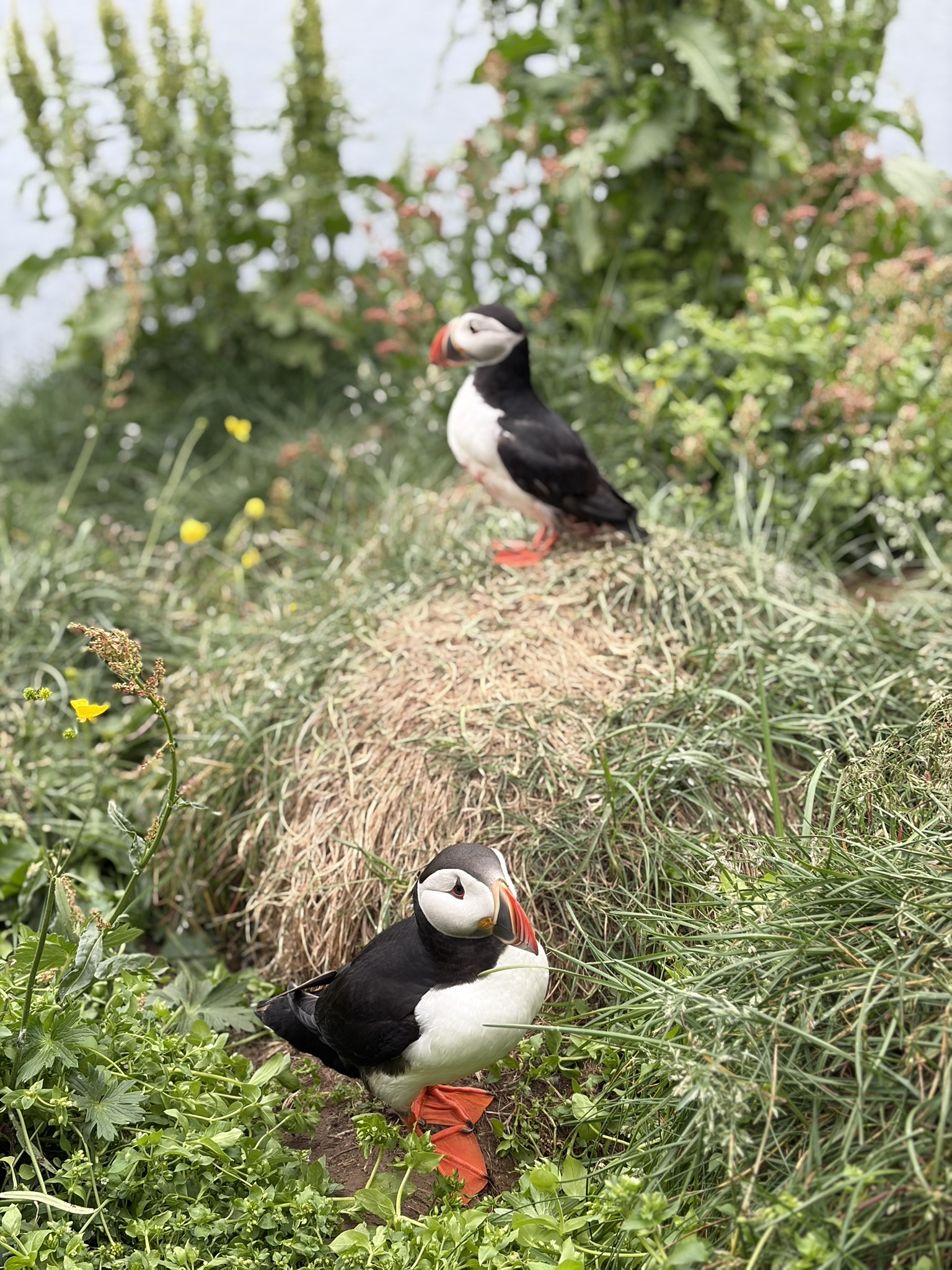 cute puffin