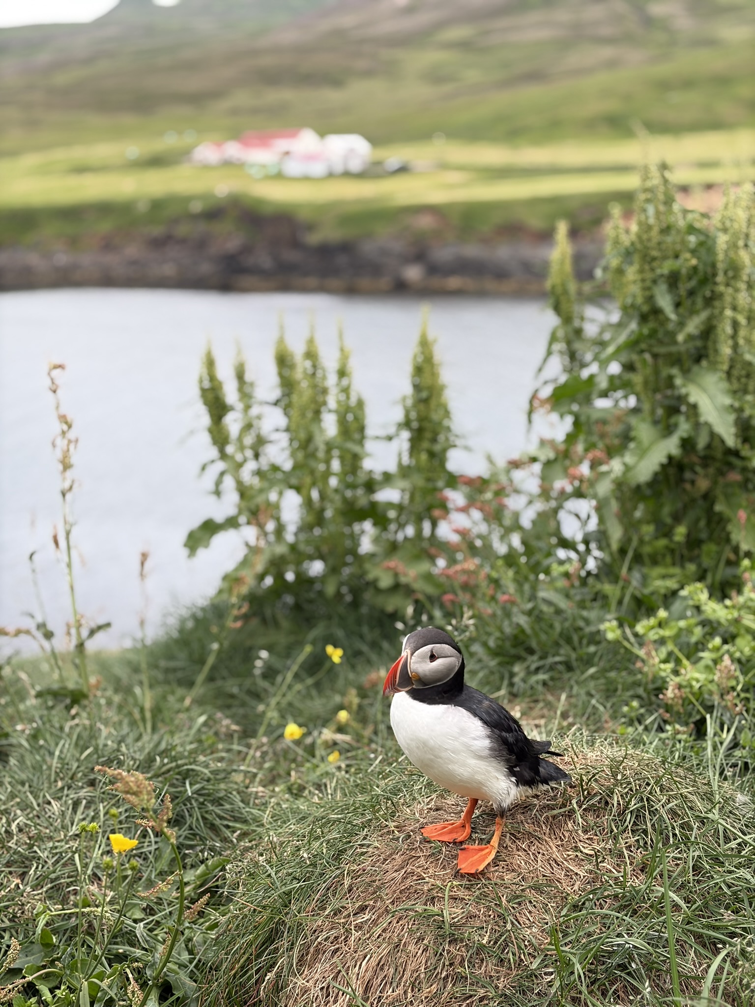 Borgarfjarðarhöfn