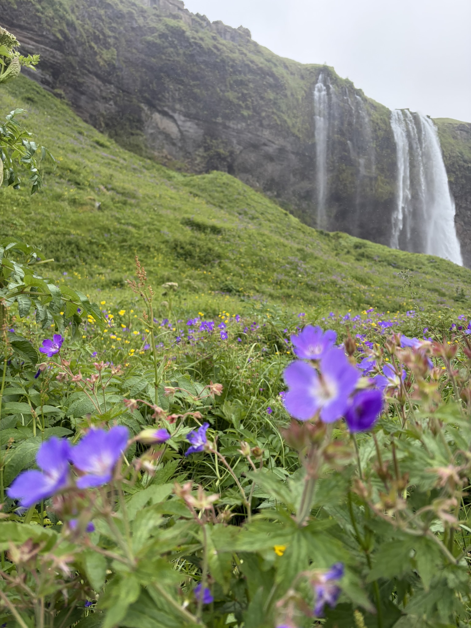 Seljalandsfoss